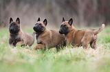 MALINOIS 857